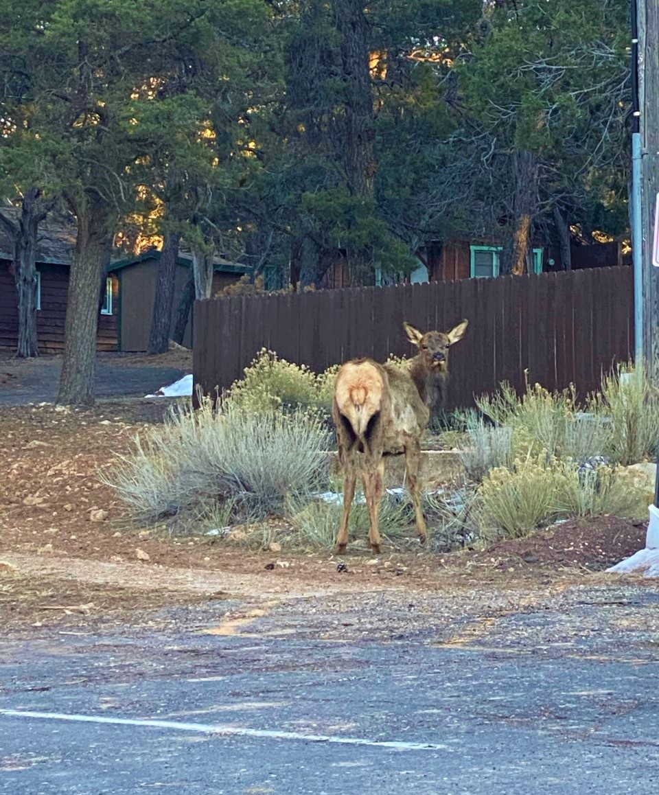 An Elk Looking Back Toward The Camera