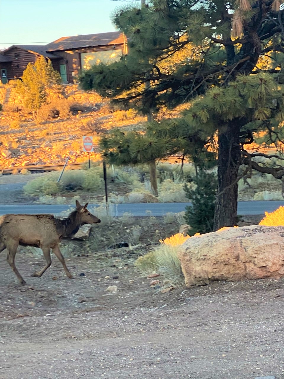 One Elk Roaming around the South Rim of the Grand Canyon