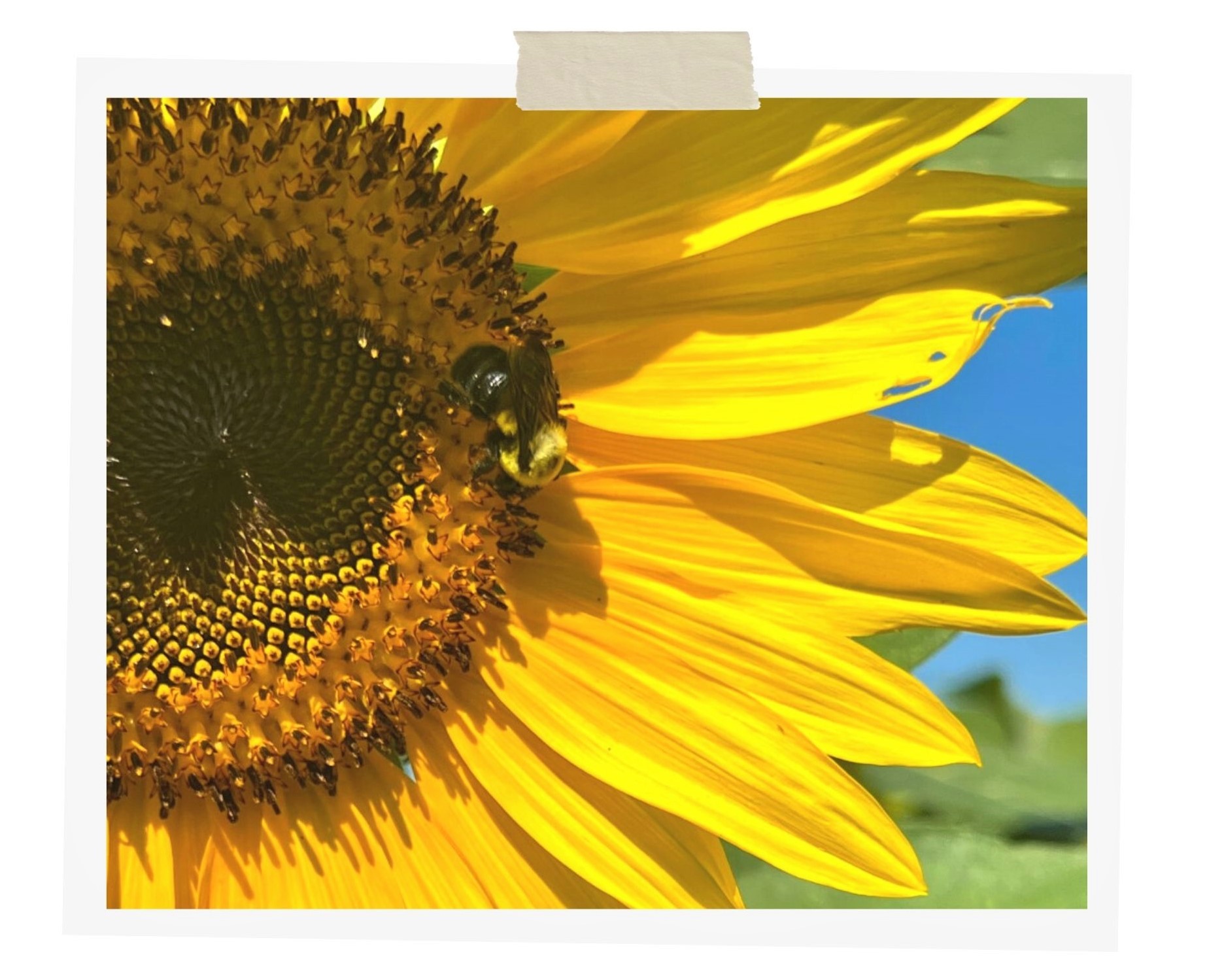 Closeup of a bee on a sunflower