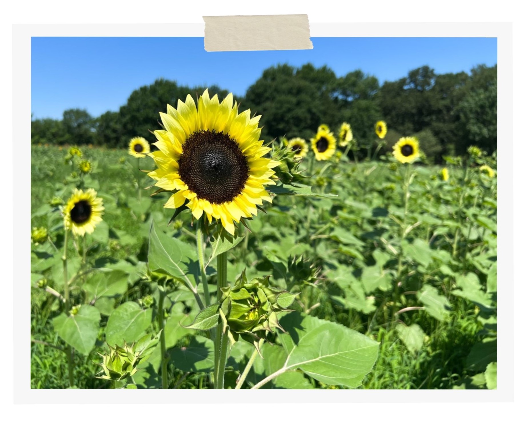 Sunflowers in a field