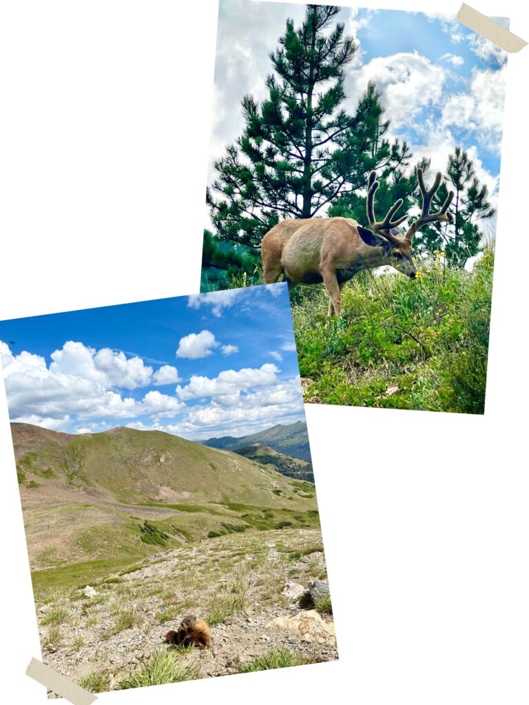 Marmot and Deer in nature