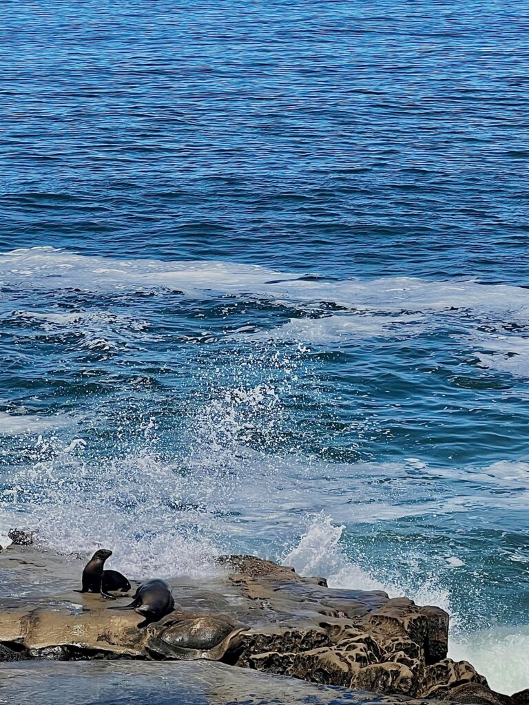 image of two sea lions sunbathing in La Jolla in San Diego