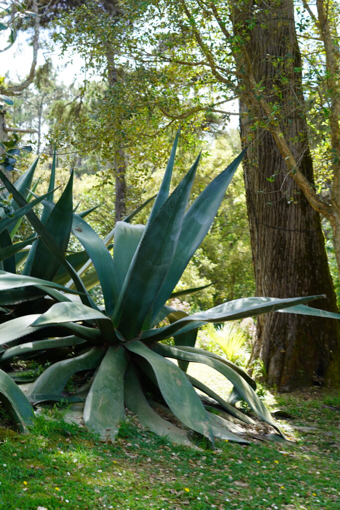 plants found in the gardens of the Monserrate Palace in Sintra Portugal